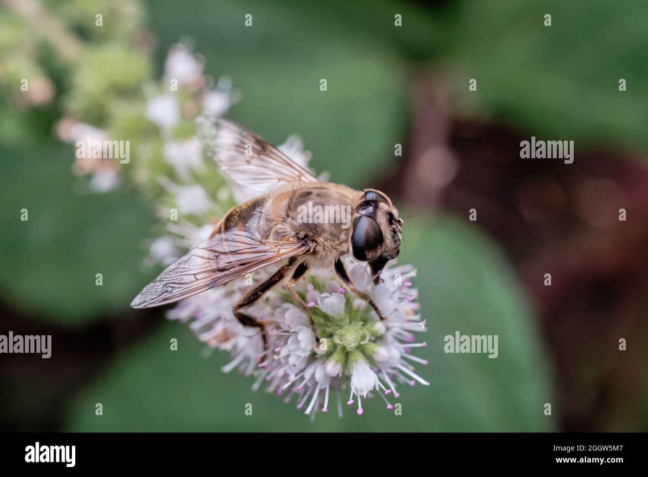 Drone hoverfly fotografías e imágenes de alta resolución - Alamy