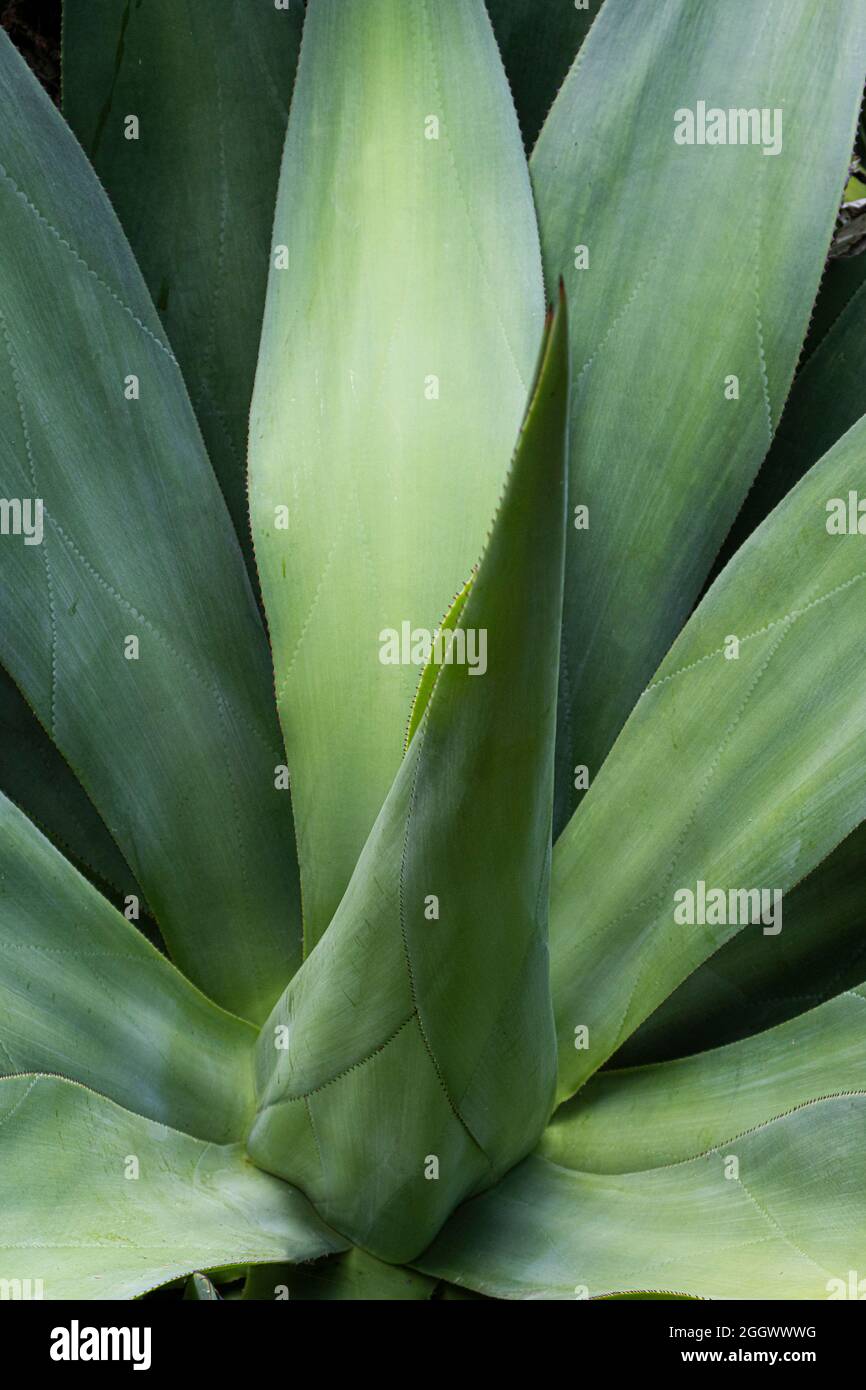 Las hojas carnosas de una planta grande suculenta de Aloe vera. Foto de stock