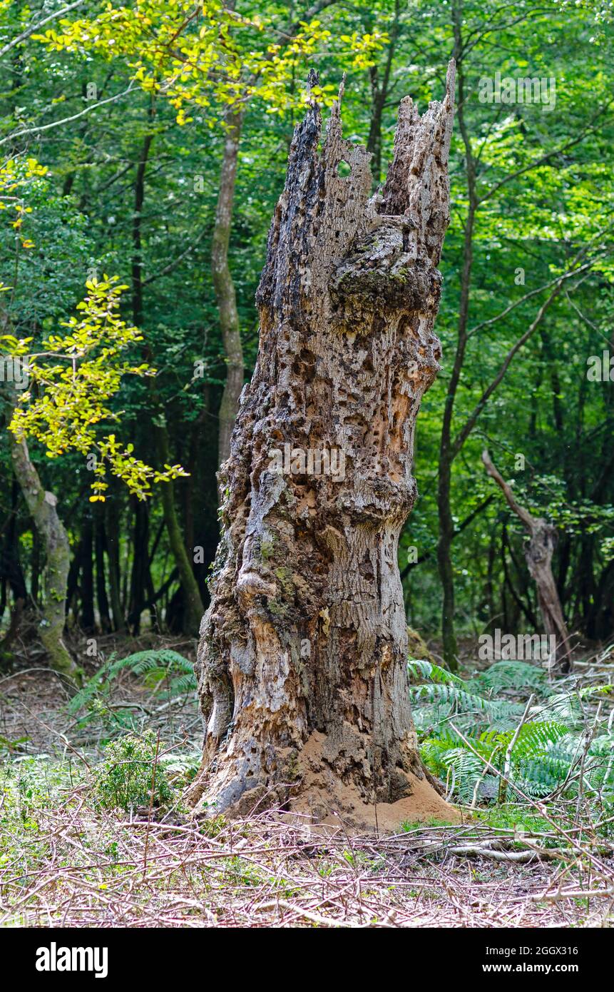 Tronco de árbol muerto New Forest Foto de stock