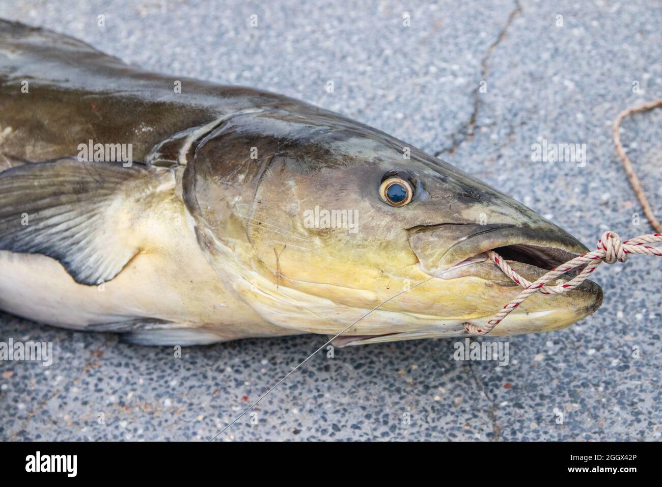 imagen de cerca de un bagre de cola de anguila recién capturado