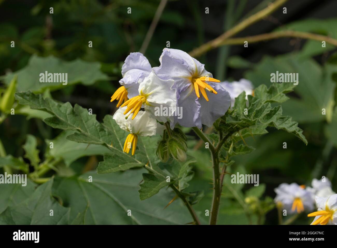 Pegajoso Nightshade, flores de sitimbriifolium de Solanum cerca hacia arriba al aire libre Foto de stock