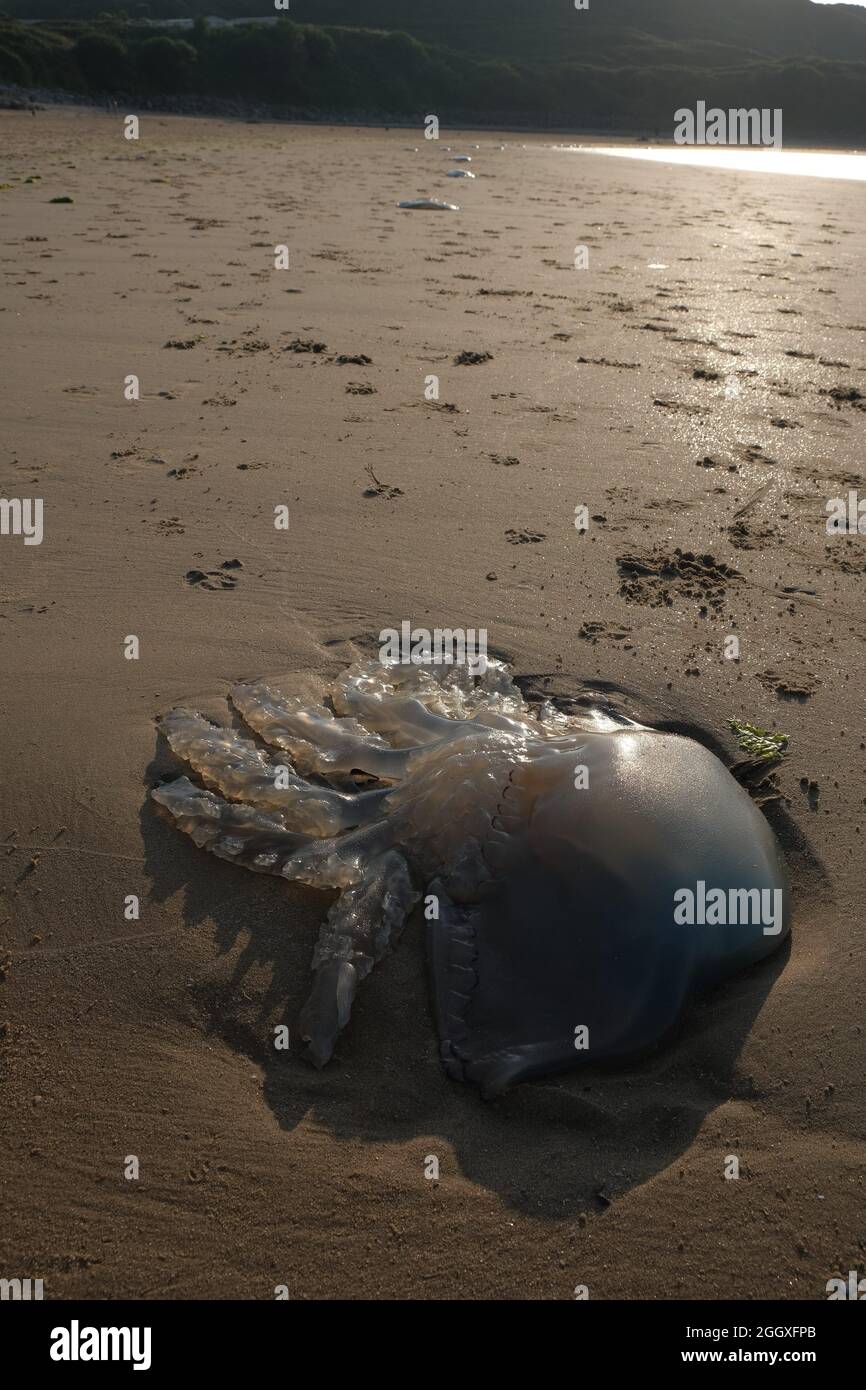 Gower, Swansea, Reino Unido. 3rd de septiembre de 2021. Clima en el Reino Unido: Grandes medusas tiernas en la playa, ya que la marea las deja altas y secas en una hermosa noche soleada y cálida en Broughton Bay, en la península de Gower. Crédito: Gareth Llewelyn/Alamy Live News Foto de stock