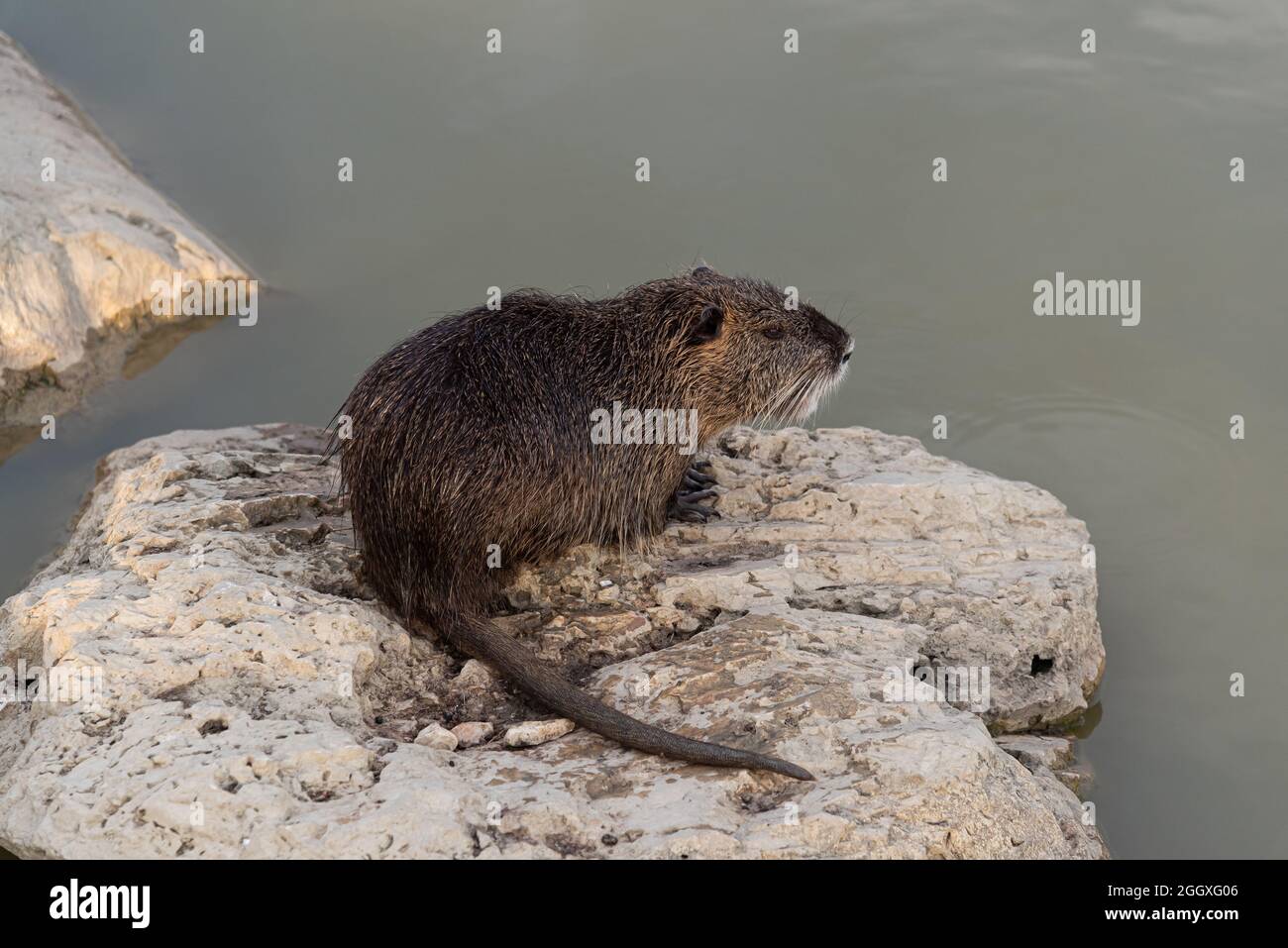 Myocastoridae roedor (Myocastor coypus), también llamado coipo, pequeño castor y castor de