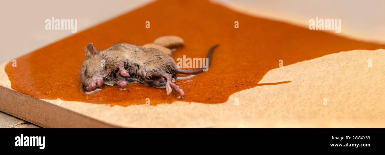 Un ratón o rata es atrapado en una trampa de pegamento con galletas como  cebo. Cola para atrapar roedores o plagas pequeñas Fotografía de stock -  Alamy