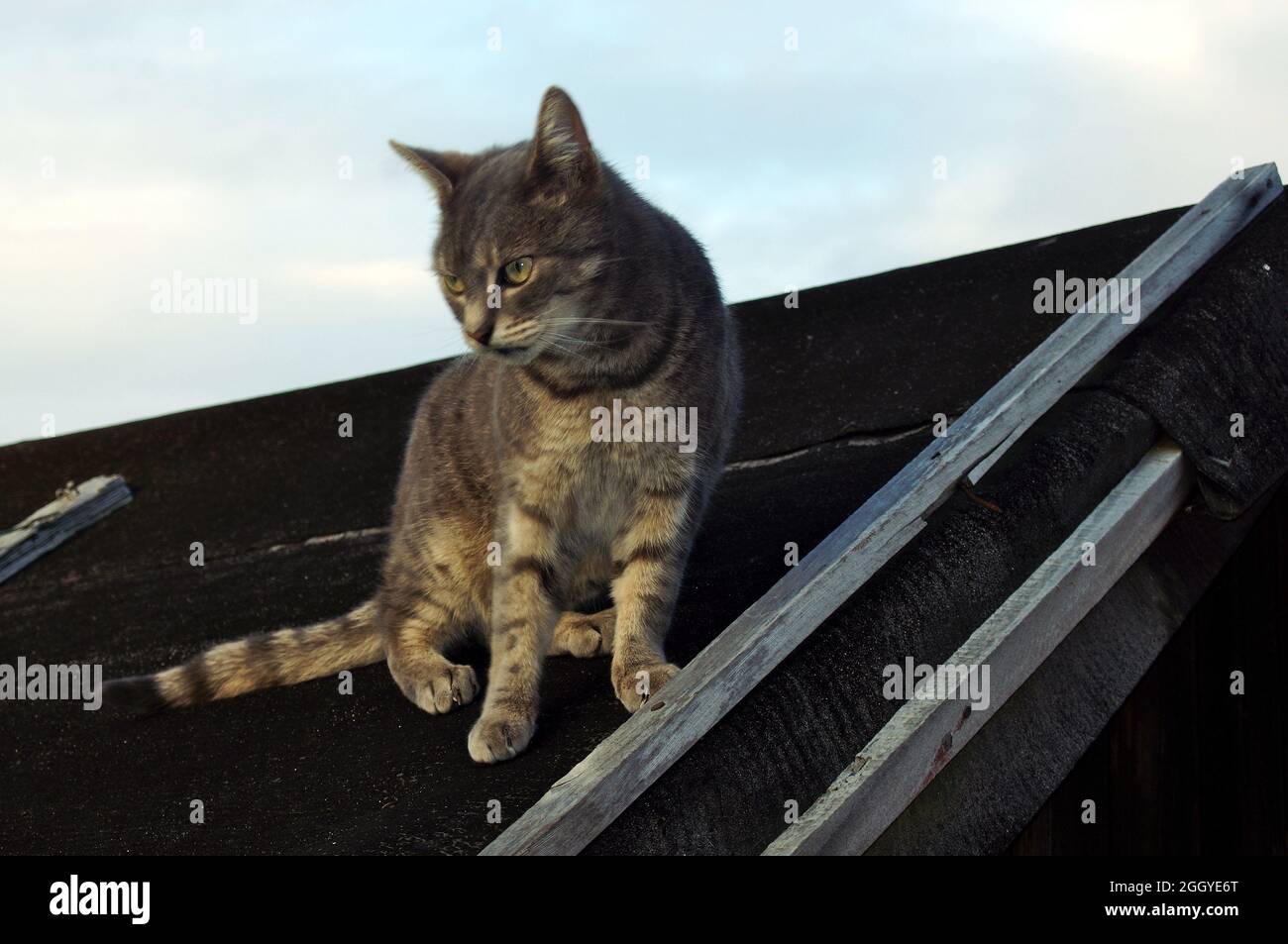Tabby gato de pie en un tejado de cobertizo de jardín Foto de stock