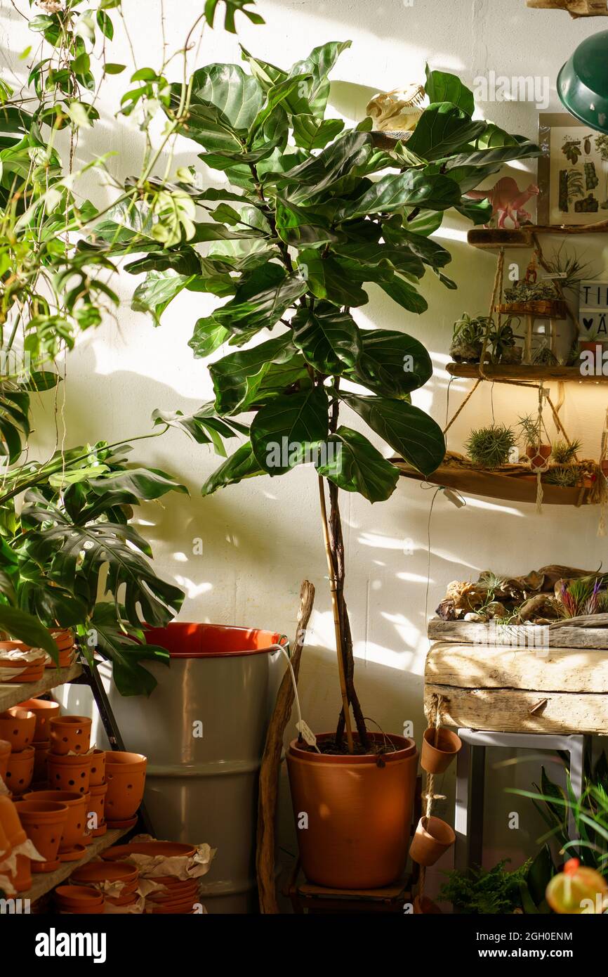 Planta de Ficus lyrata en maceta de terracota a la venta en florería para  el hogar o apartamento. Luz solar Fotografía de stock - Alamy