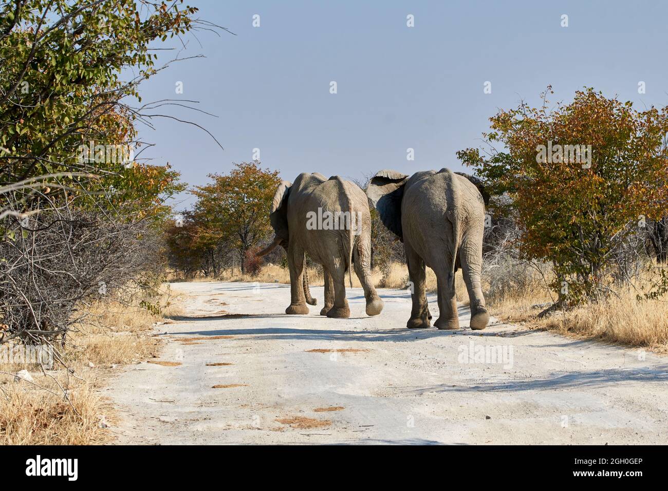 Dos elefantes africanos (Loxodonta africana) caminando por la carretera de grava de safari, Etosha, Namibia. Foto de stock