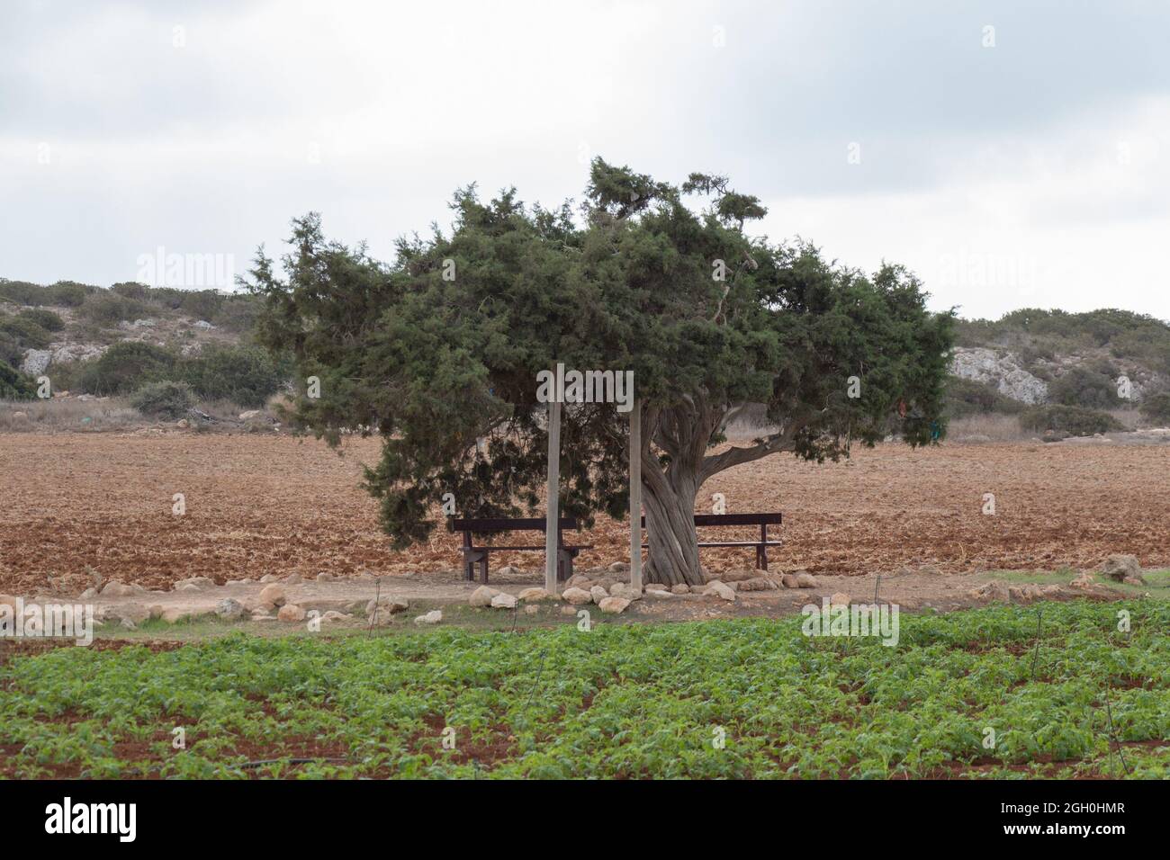 La vista del árbol de amor en Capo Greco, Chipre. Foto de stock