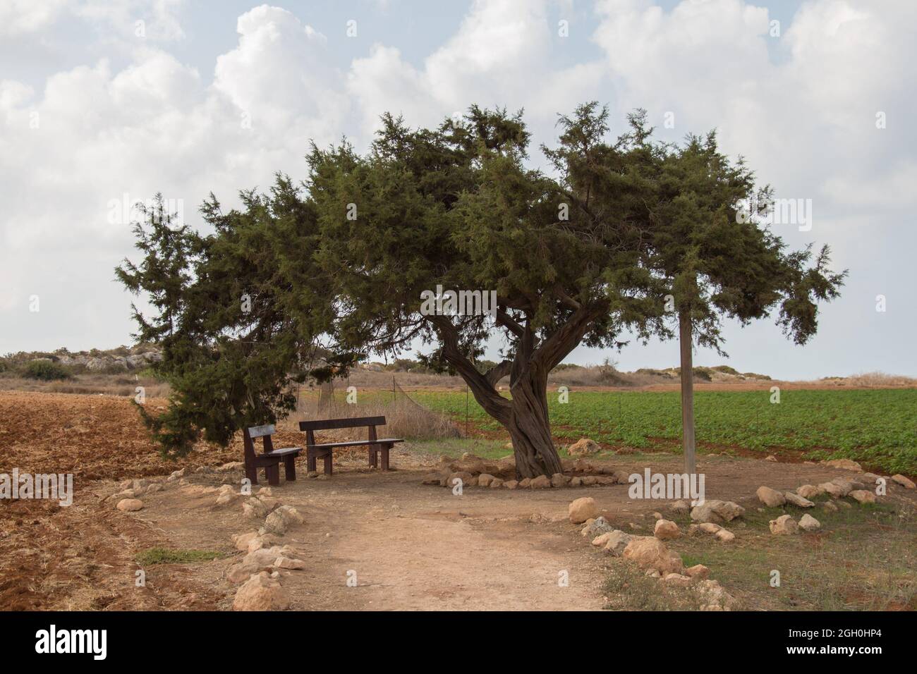 La vista del árbol de amor en Capo Greco, Chipre. Foto de stock