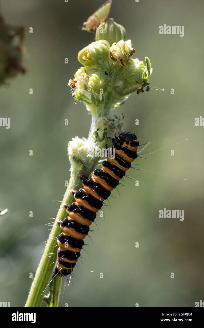 La oruga stripey negra y amarilla de la polilla de cinabrio (Tyria jacobaea) se alimenta de una flor de ragwort en Barnham Cross Common Foto de stock