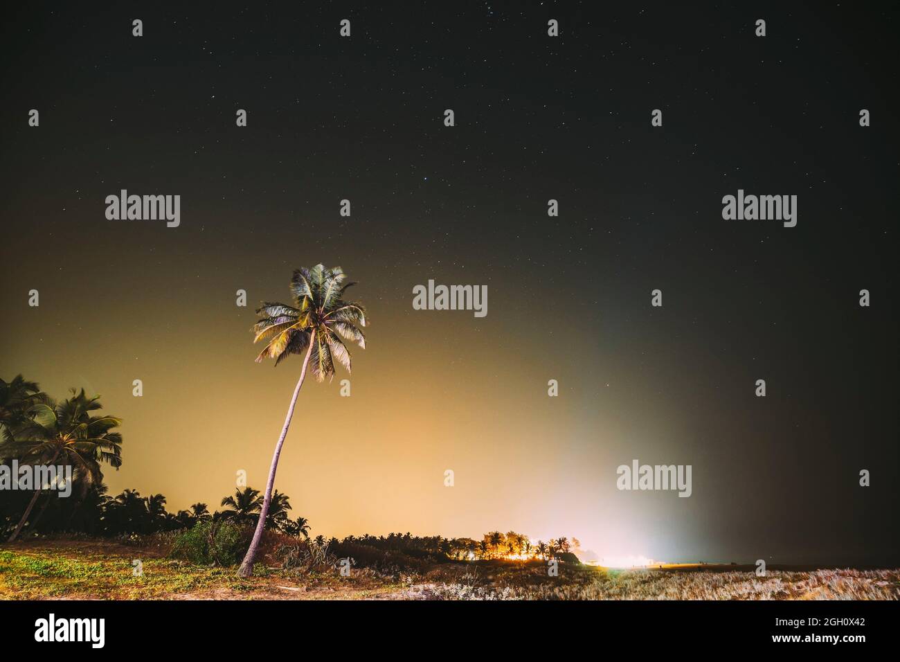 Fotos Del Cielo De Noche Reales Goa, India. Estrellas Del Cielo De La Noche Real. Palma De Coconut Tree  Sobre El Fondo Del Cielo Estrellado Natural Fotografía de stock - Alamy