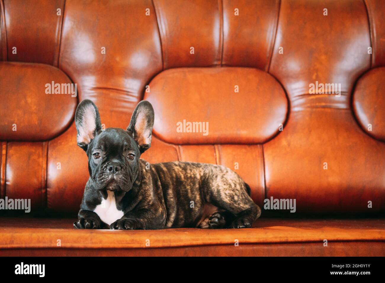 Cachorro Bulldog Con Mancha Ocular Marron Fotos E Imagenes De Stock Alamy