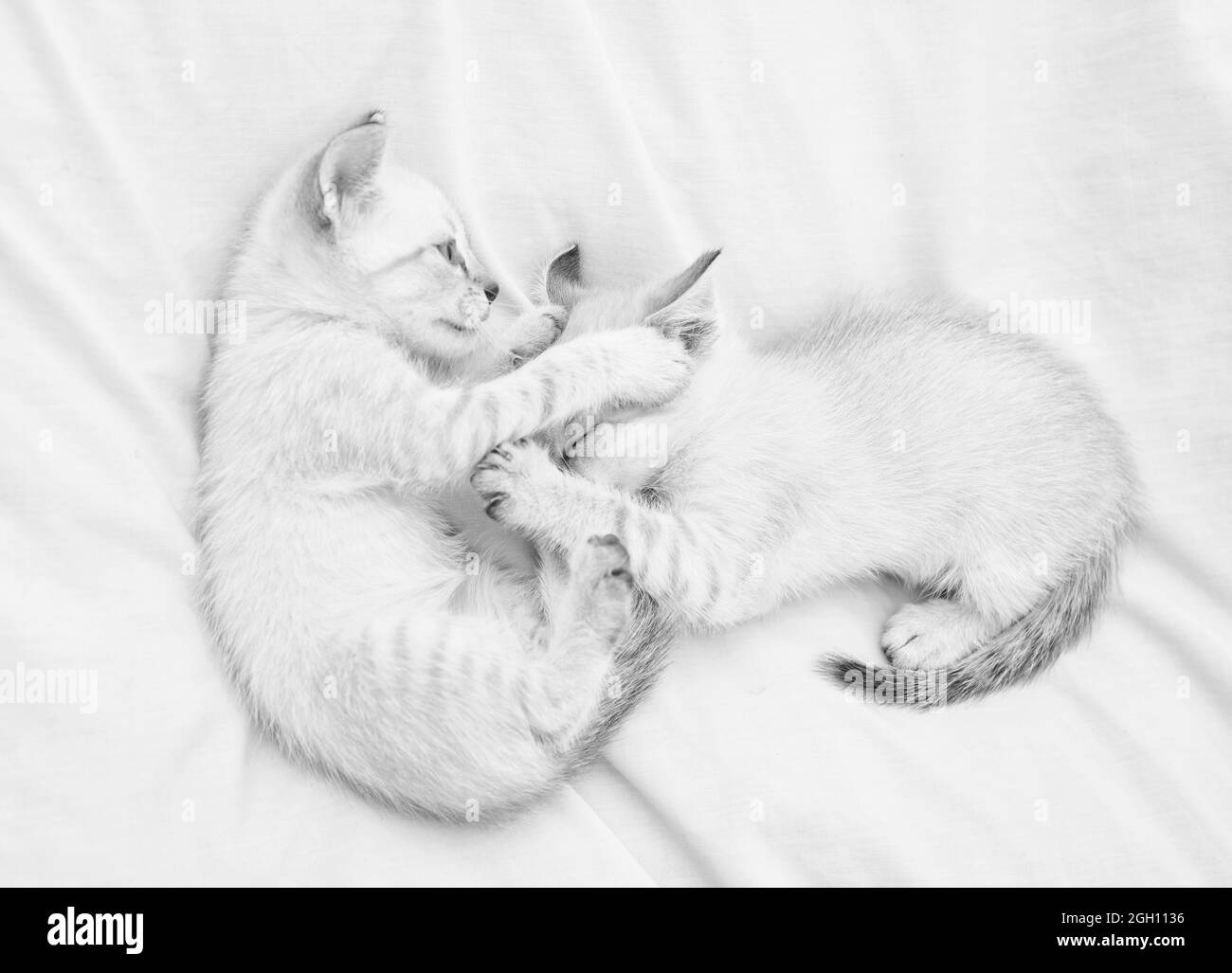 Gatitos bebes Imágenes de stock en blanco y negro - Alamy
