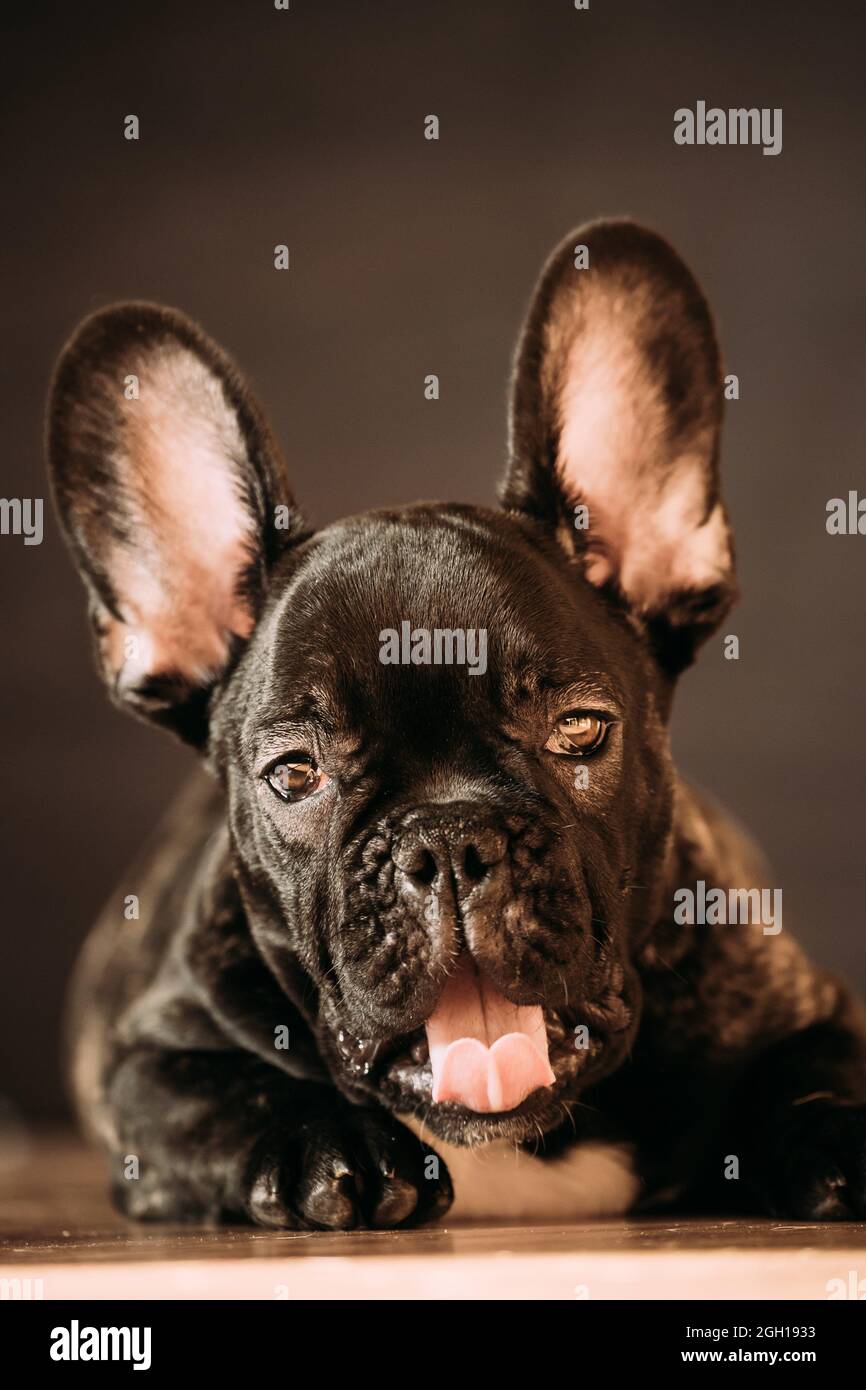 Cachorro De Bulldog Frances Marron Fotos E Imagenes De Stock Alamy