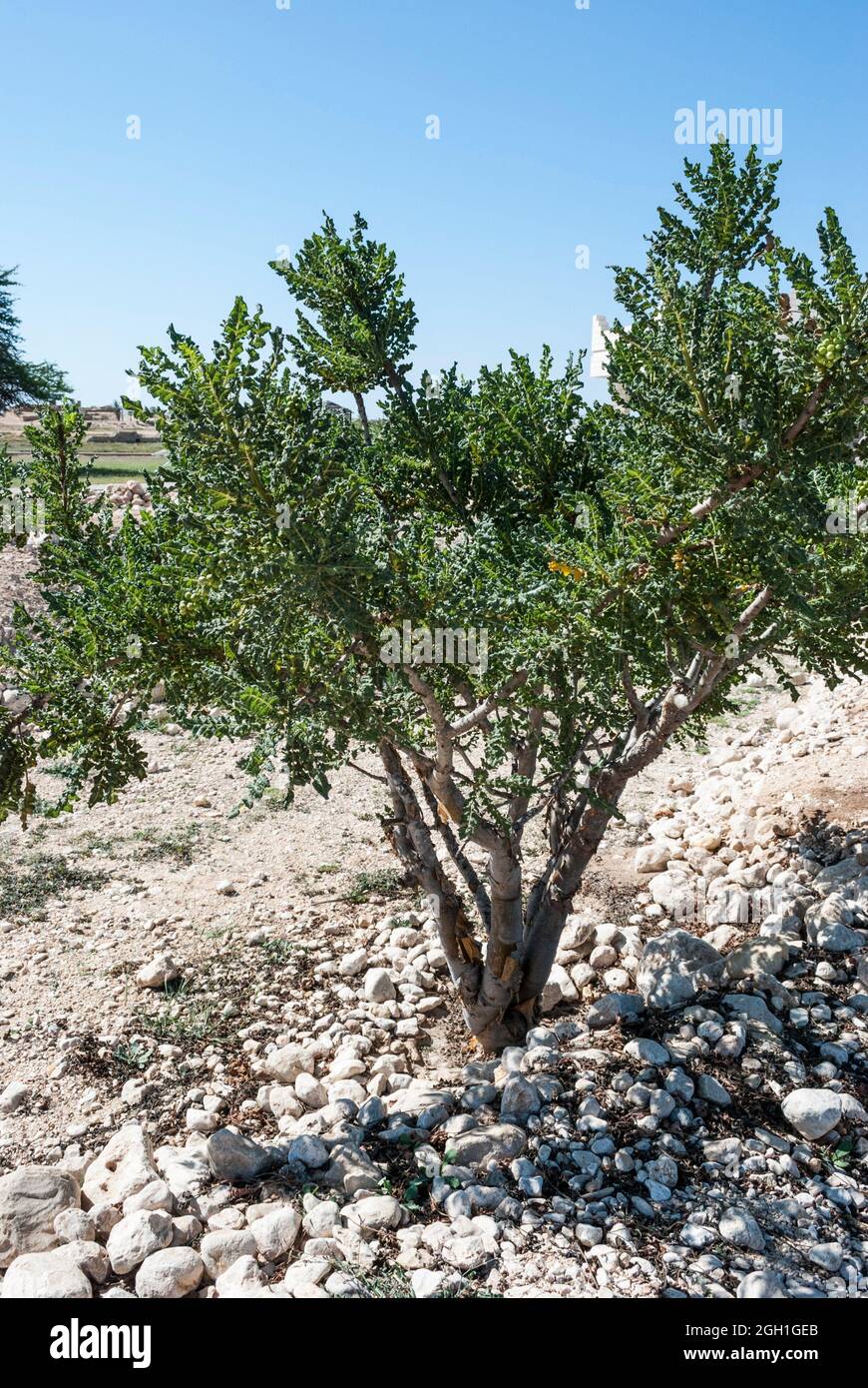 Árbol de incienso (género Boswellia). La resina del árbol (savia) se  utiliza para incienso y perfumes. Omán, Oriente Medio Fotografía de stock -  Alamy