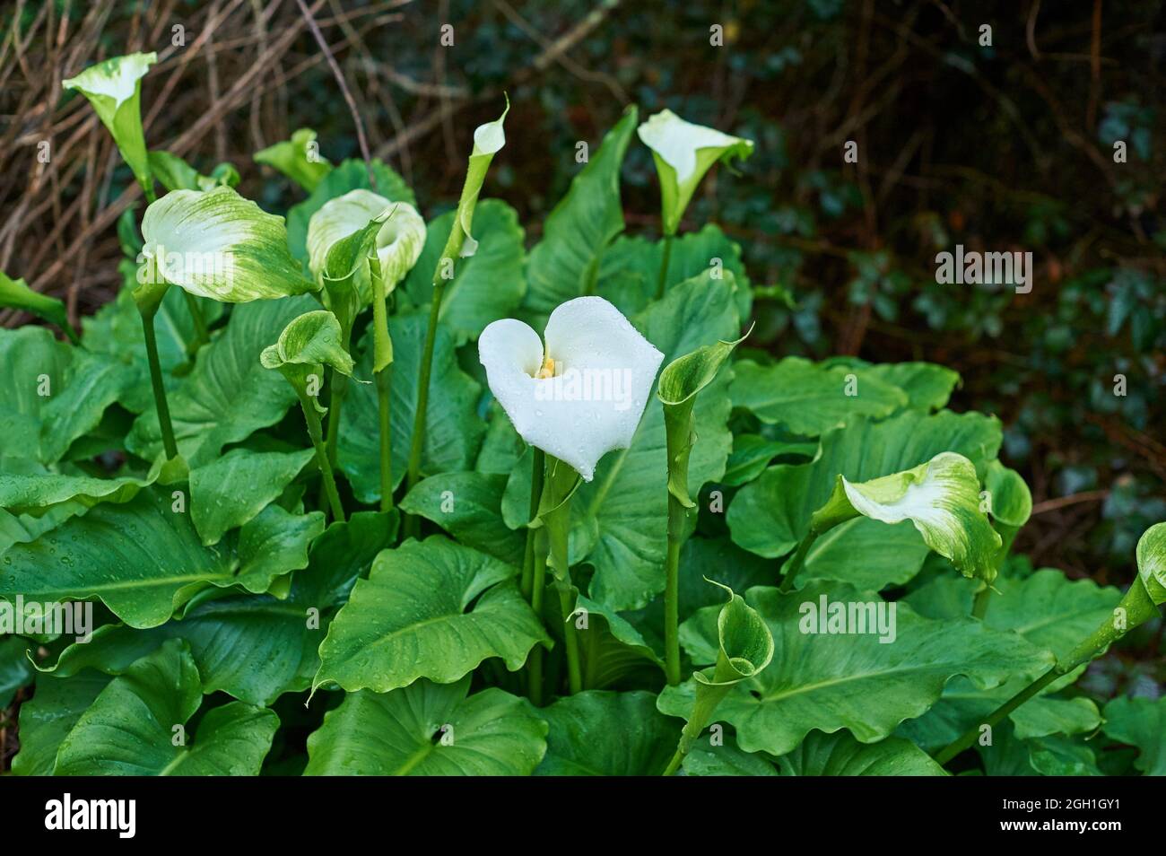 Flor cala fotografías e imágenes de alta resolución - Página 5 - Alamy