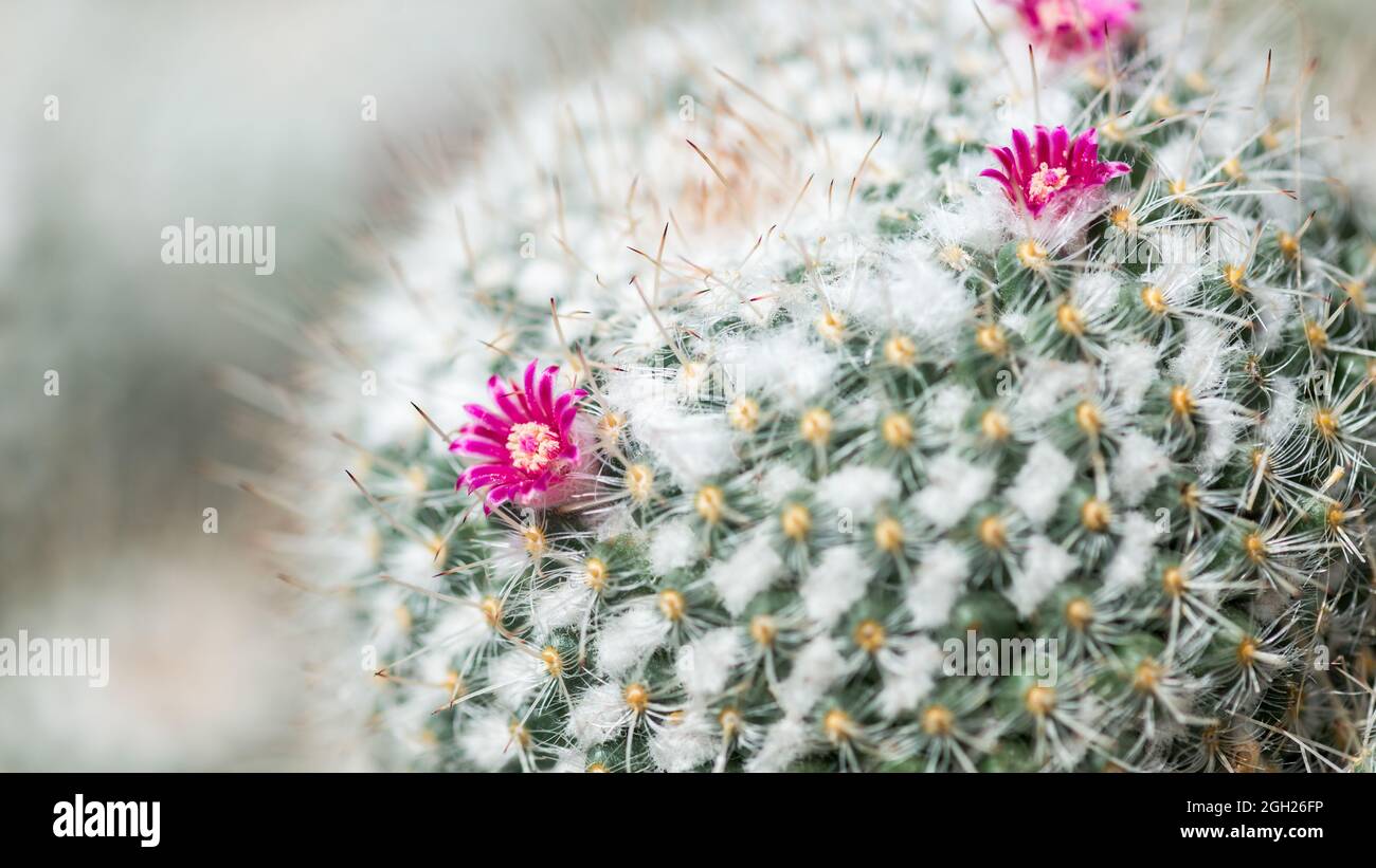 De cerca, detalles de un “Twin - Spined Cactus” Mammillaria gemininispina Foto de stock