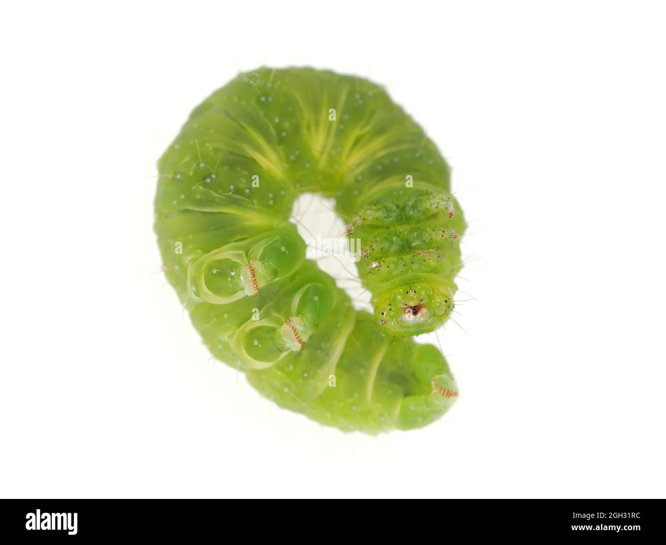 Jardín de plagas pequeña oruga verde, probablemente Trichoplusia ni (repollo looper) Foto de stock