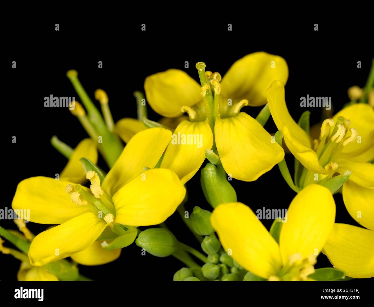 Flores de komatsuna (Brassica rapa var. Perviridis) cerca-arriba Foto de stock