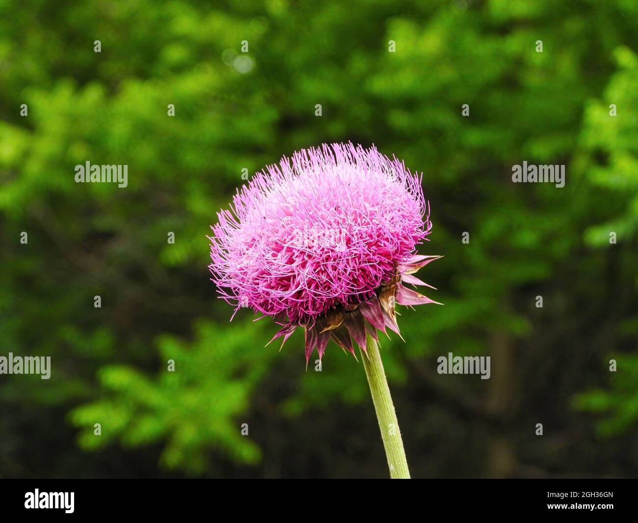 Flor de cardo mariano fotografías e imágenes de alta resolución - Alamy