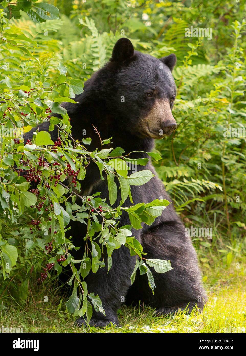 WARREN, VERMONT, Estados Unidos - El oso negro americano busca cerezas de estrangulación. Ursus americanus Foto de stock