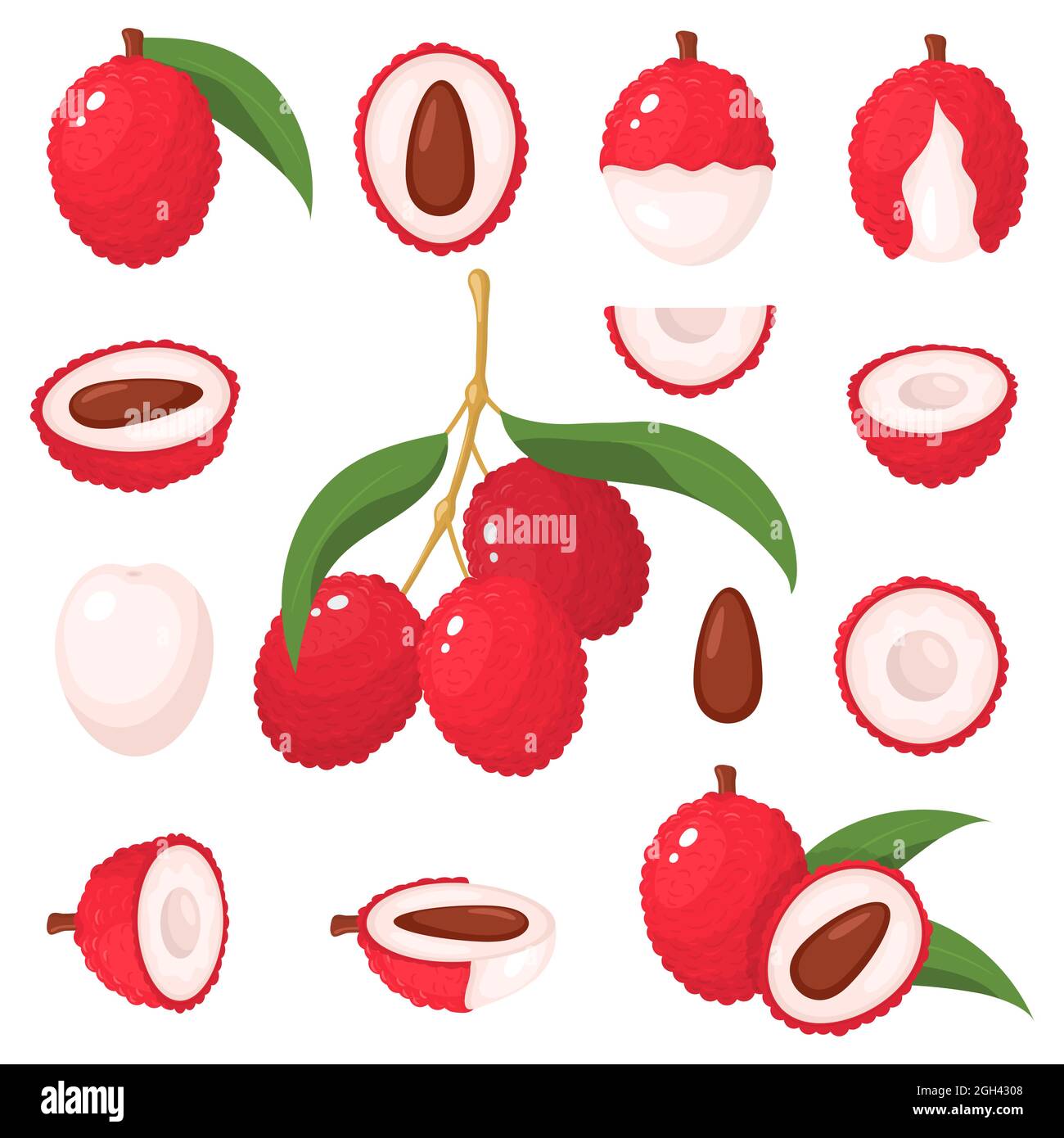Conjunto de fruta fresca entera, media, cortada en rodajas de lichi aislada sobre fondo blanco. Frutas de verano para un estilo de vida saludable. Estilo de dibujos animados. Vector Imagen Vector de Conjunto de fruta fresca entera, media, cortada en rodajas de lichi aislada sobre fondo blanco. Frutas de verano para un estilo de vida saludable. Estilo de dibujos animados. Vector Imagen Vector de