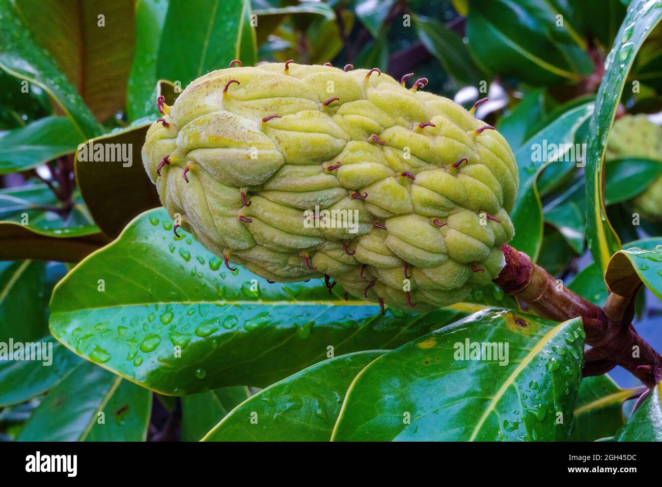 Magnolia grandiflora Frutos que crecen en un árbol Fotografía de stock -  Alamy