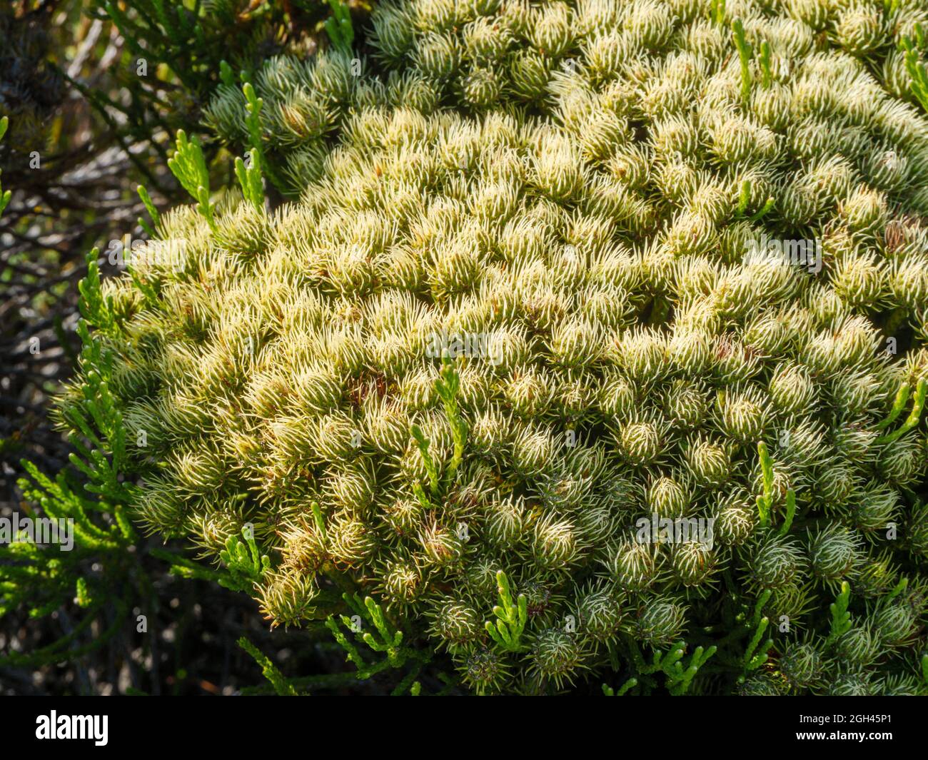 Spikekol (Brunia paleacea). Napier Mountain Conservancy. Overberg. Cabo Occidental. Sudáfrica Foto de stock