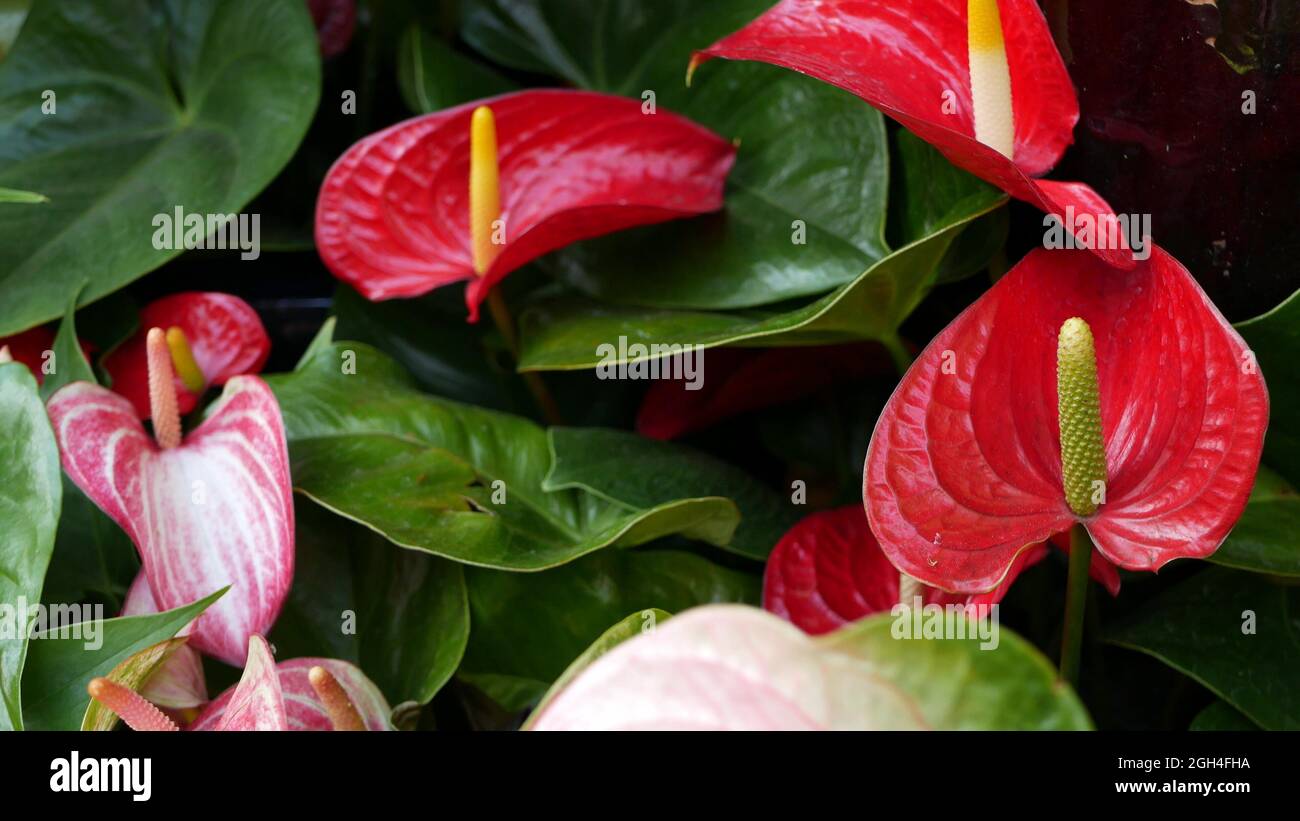 Flor de lirio de calla roja, hojas de color verde oscuro. Elegante flor de  maroon floral. Exótica selva tropical, elegante y moderno ambiente  botánico. Natur Fotografía de stock - Alamy