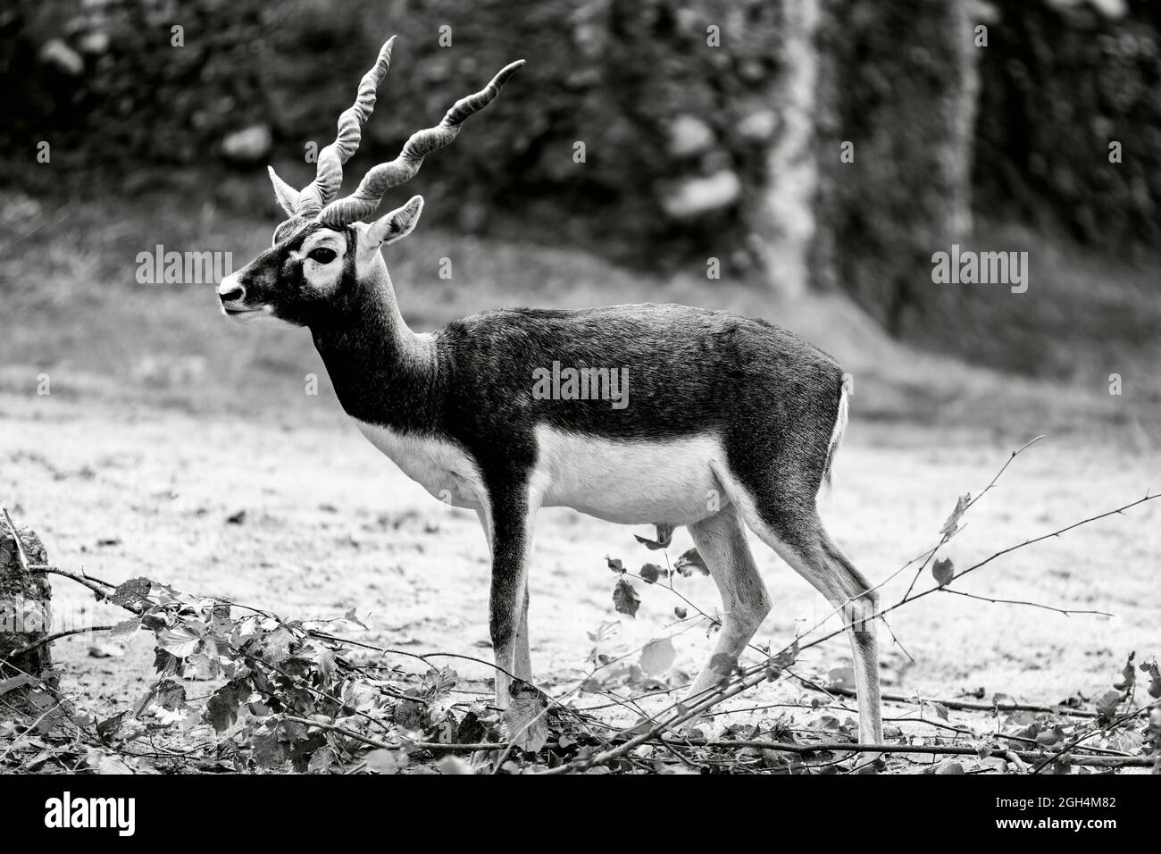 Ciervo con cuerno grande fotografías e imágenes de alta resolución - Alamy