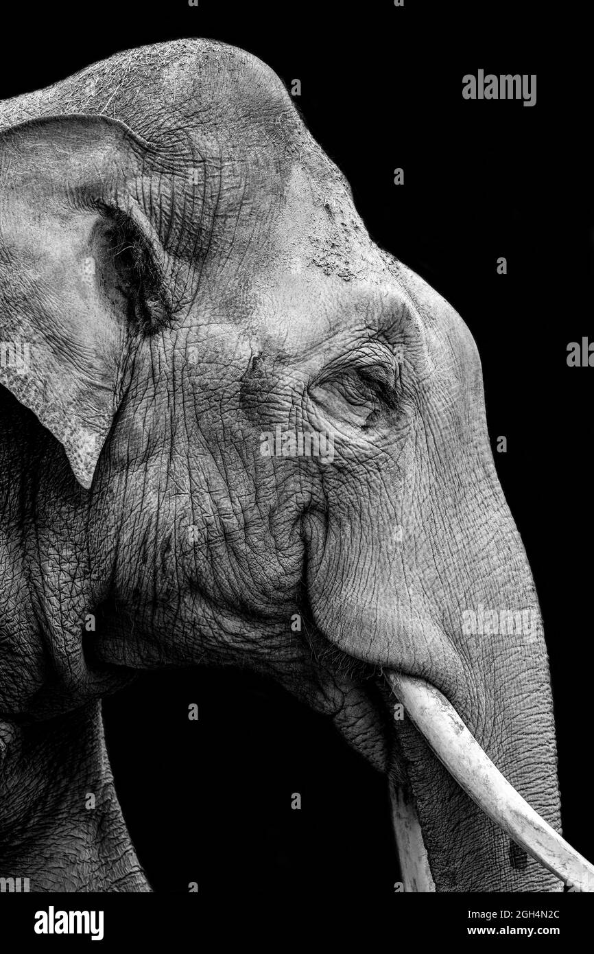 Elefante grande sonriendo Foto de stock