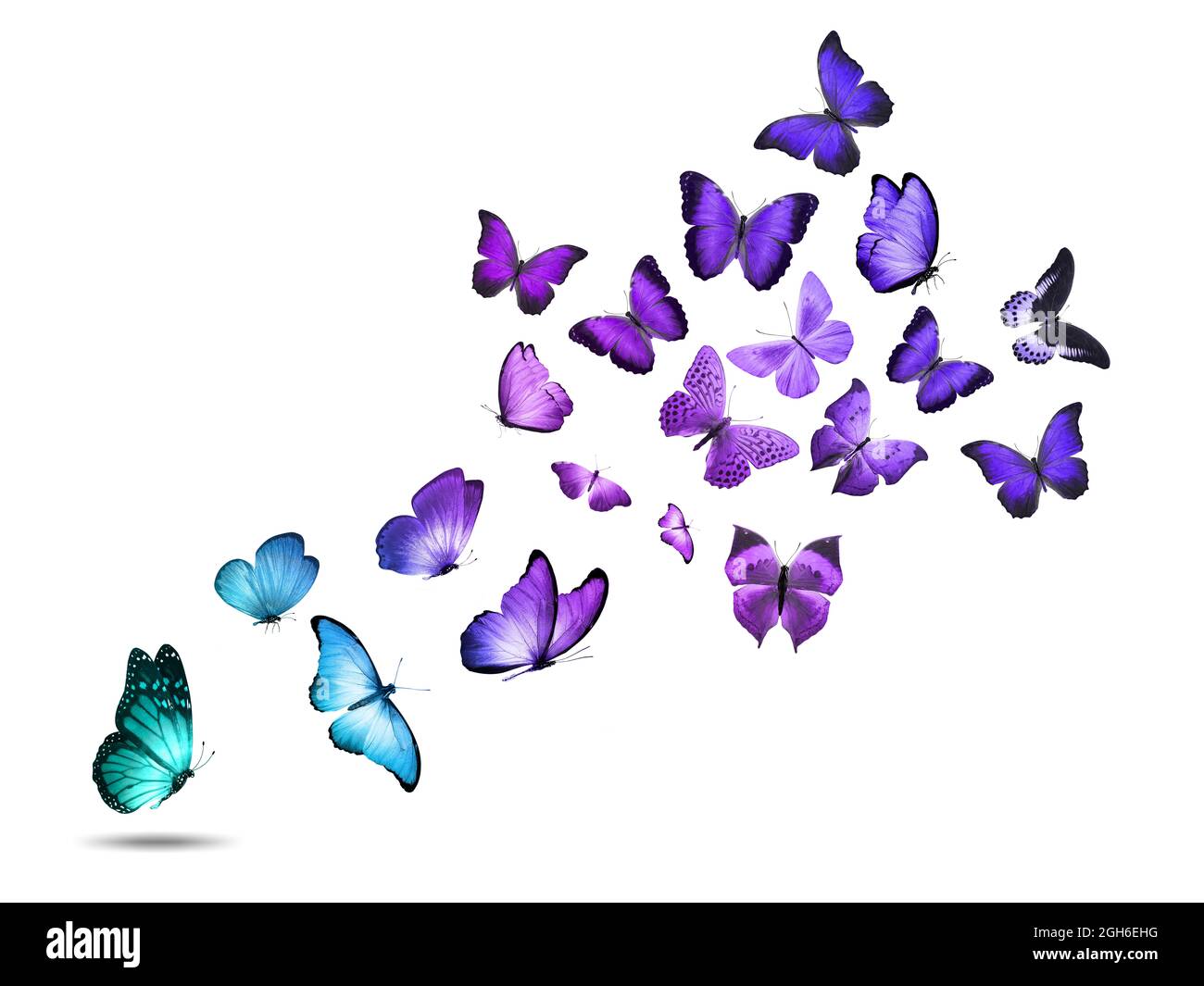 mariposas voladoras de colores aisladas sobre un fondo blanco. Fotografías  de alta calidad Fotografía de stock - Alamy
