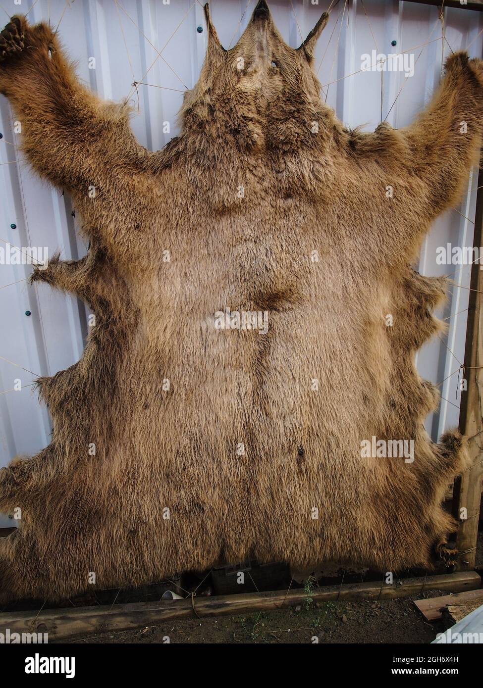 Piel de oso grizzly secando en el lado de un edificio en el pueblo nativo  de Atqasuk, Alaska Fotografía de stock - Alamy