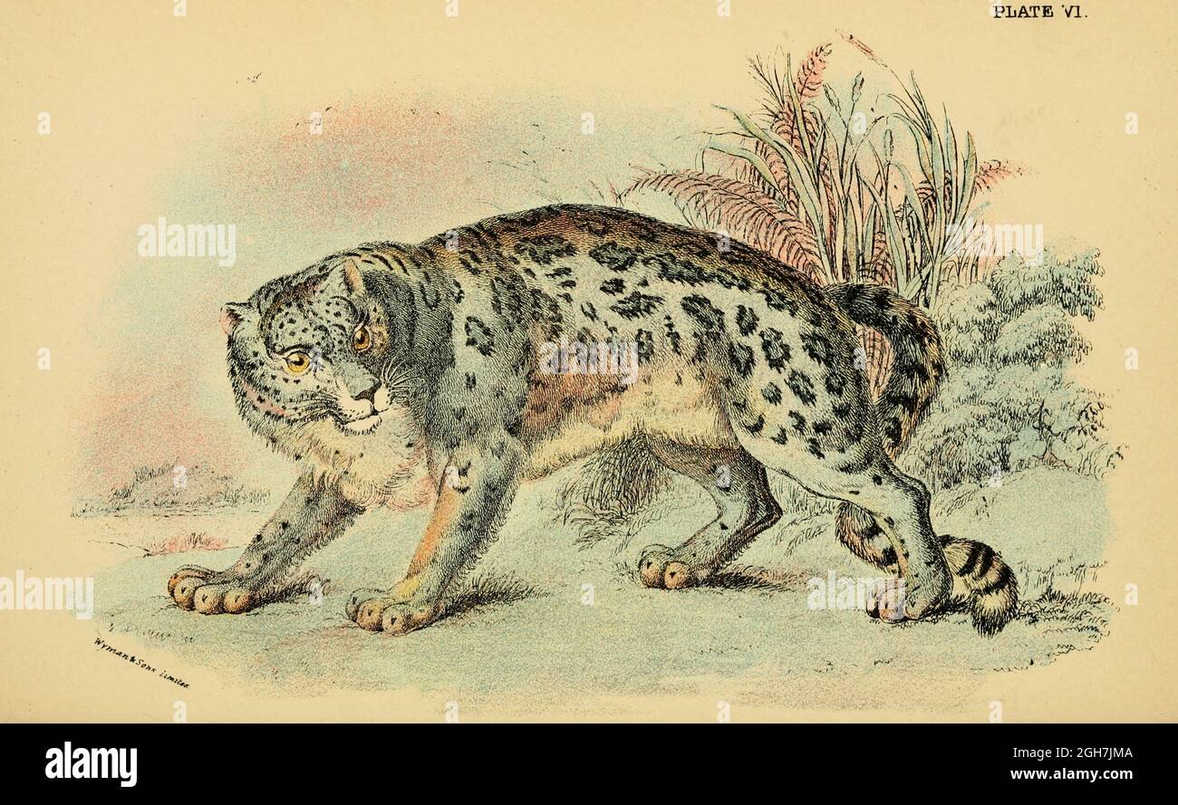 El leopardo de la nieve (Panthera uncia aquí como Felis uncia), también  conocido como la onza, es un felino en el género Panthera nativo a las  cordilleras de Asia Central y del