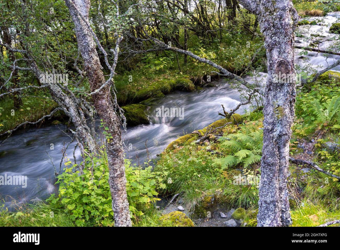 Fotografía de velocidad de obturación lenta de un agua que fluye en un arroyo en el bosque Foto de stock