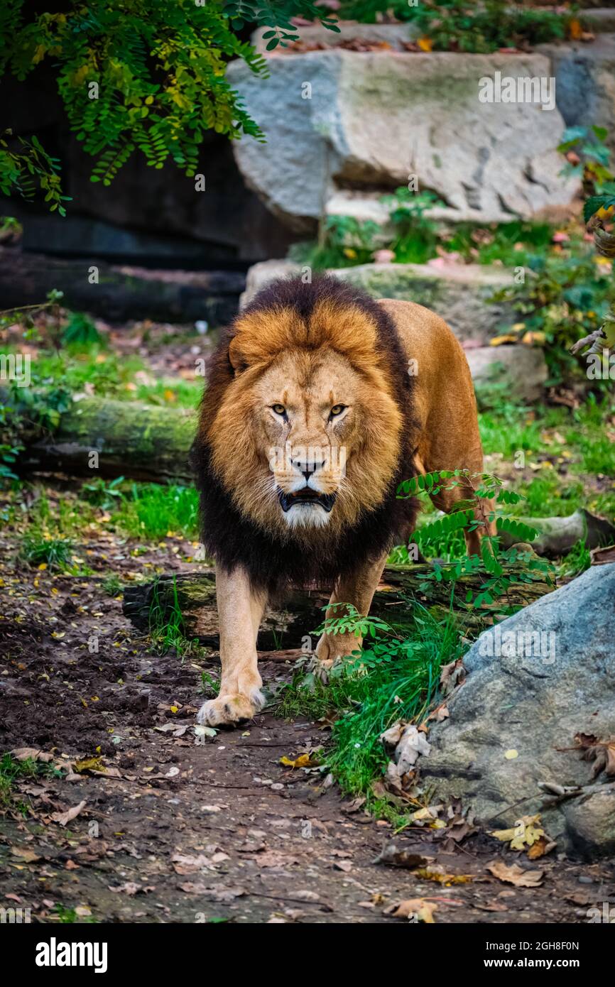 León en la selva en la naturaleza Foto de stock