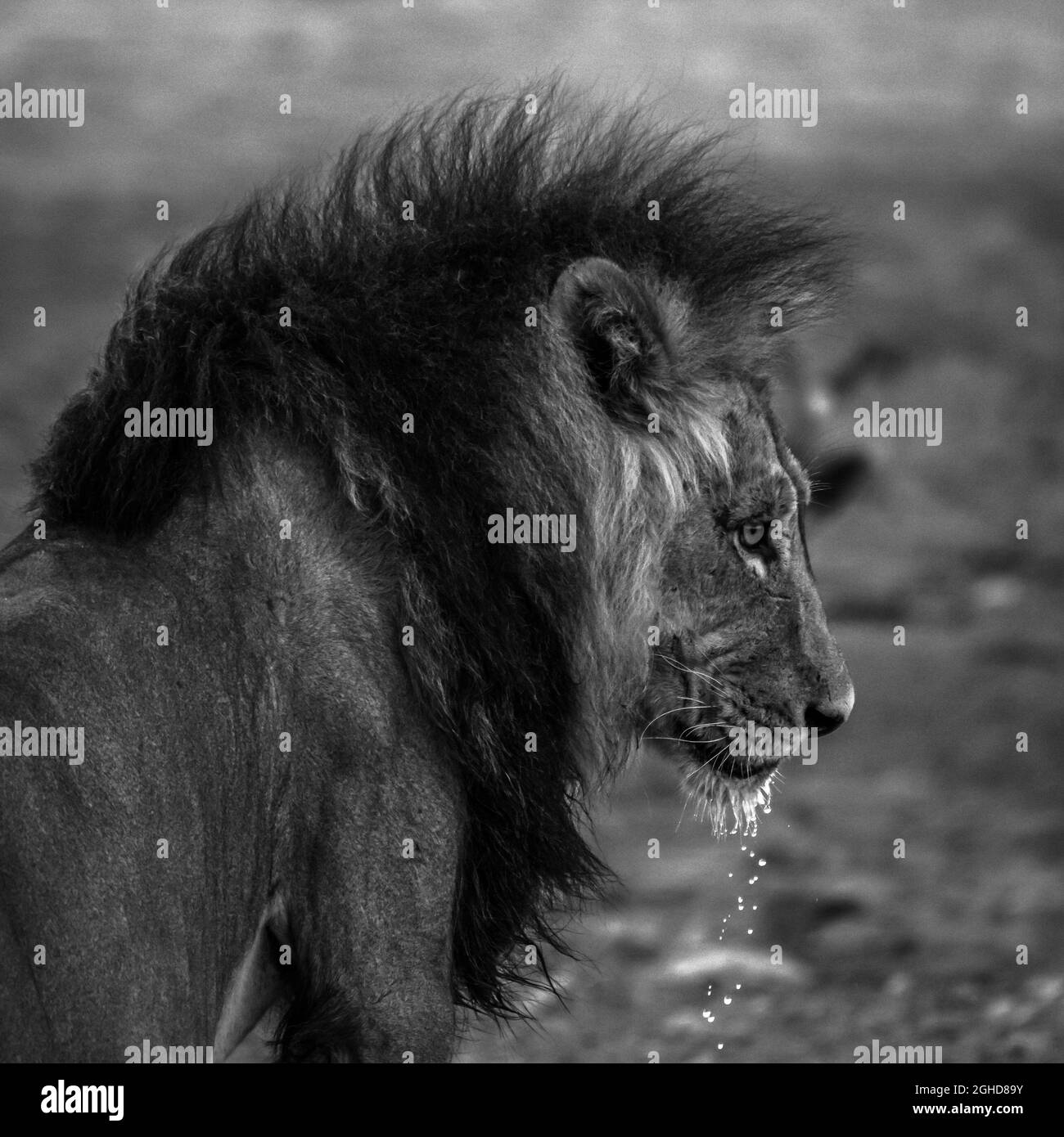 Gran león africano masculino Panthera leo agua potable, Kalahari, Namibia Foto de stock
