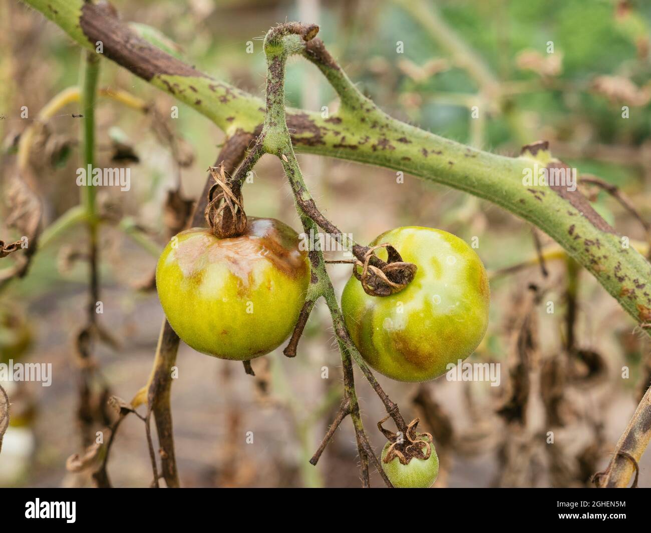 Pudrición del tallo de tomate causada por el hongo Didymella lycopersici y demasiada lluvia. Foto de stock