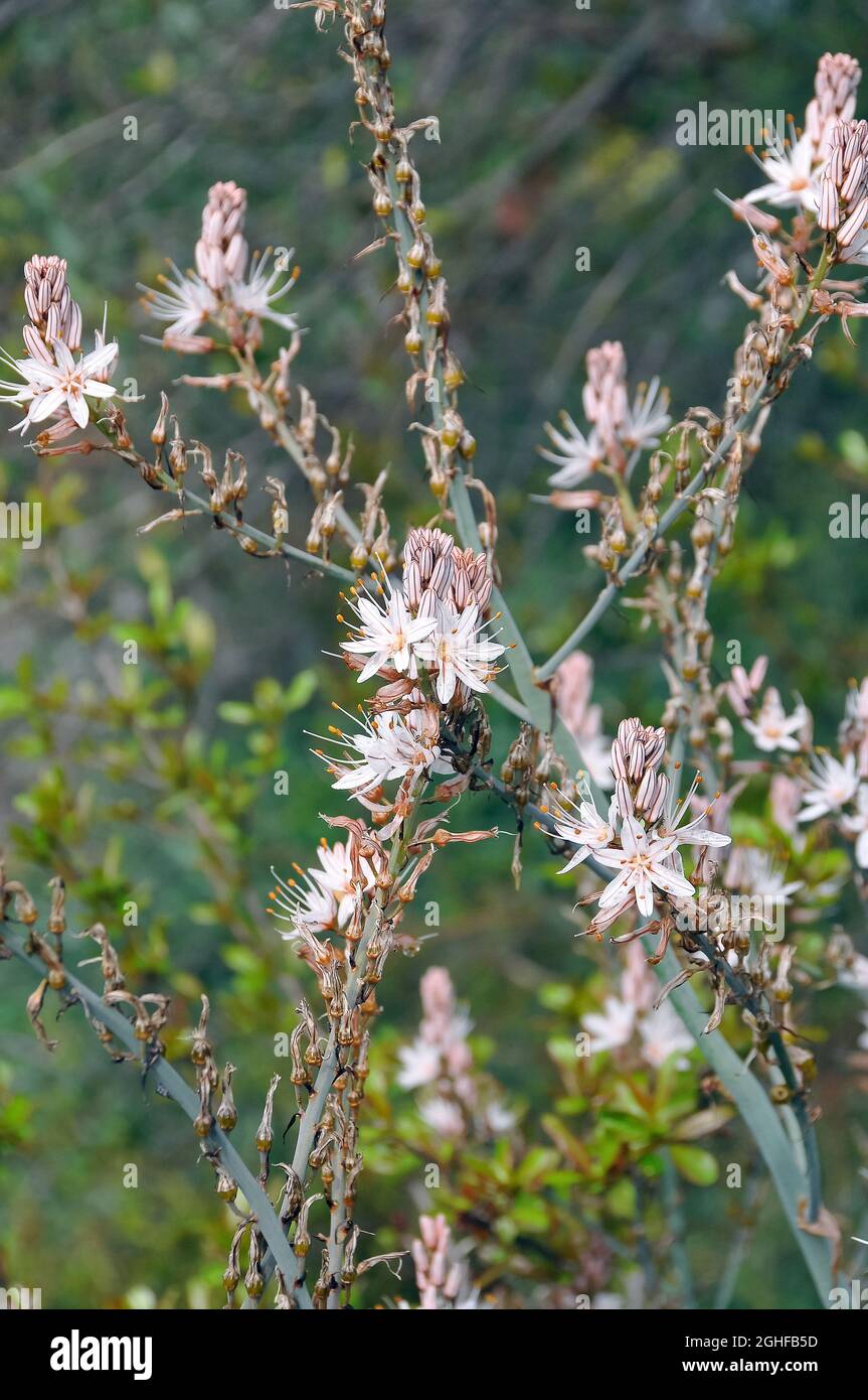 Asfodel de verano, Asphodelus aestivus, közönséges aszfodélosz, Bosnia, Europa Foto de stock