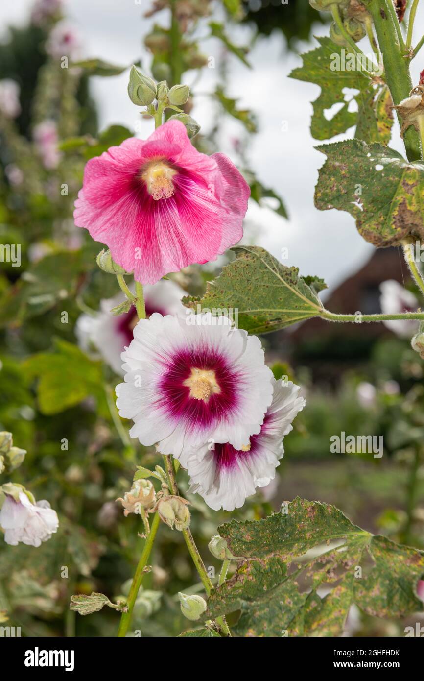 Primer plano de flores comunes rosadas de hollyhock (alcea rosea) en flor  Fotografía de stock - Alamy
