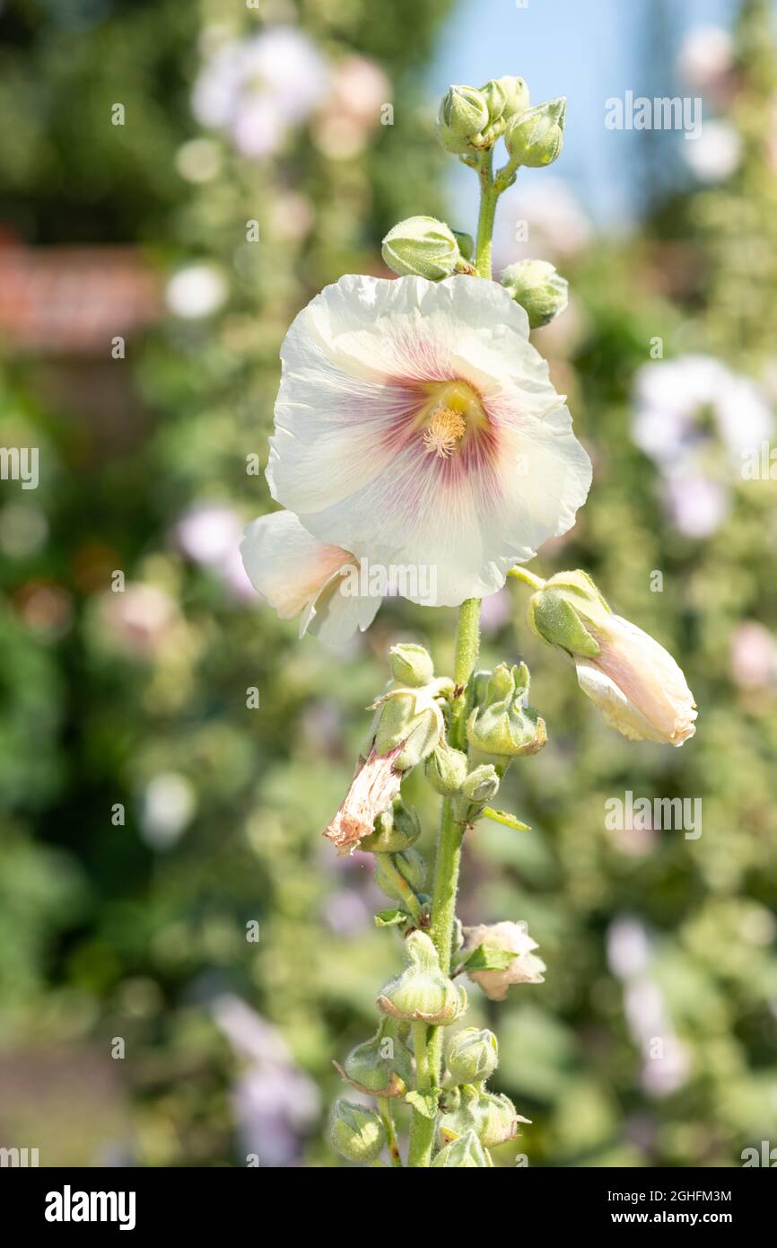 Cerca de flores blancas comunes de hallihock (alcea rosea) en flor  Fotografía de stock - Alamy