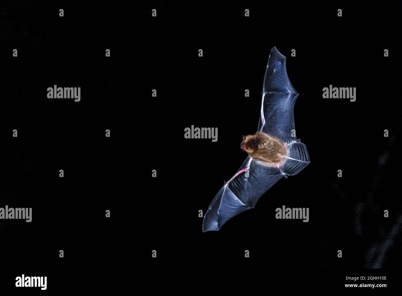 Pipistrellus pipipistrellus bate en vuelo con alas extendidas 1 de 2 Foto de stock