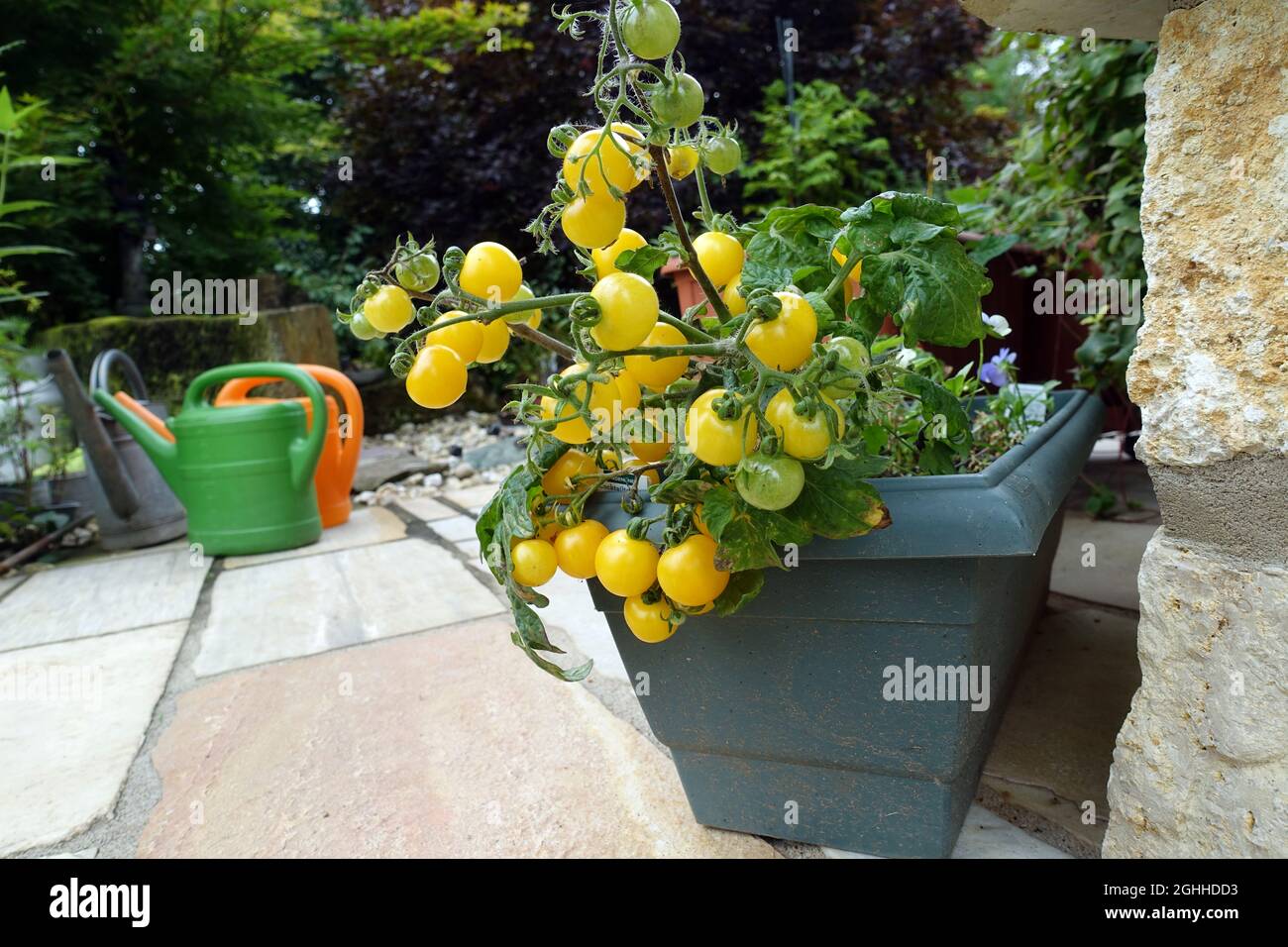 los tomates cherry amarillos prosperan en la caja de flores de la terraza Foto de stock