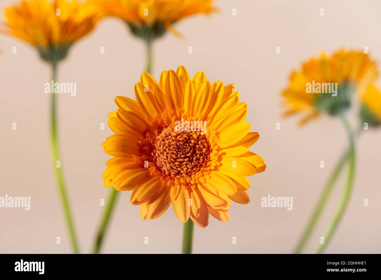 Daisy Flowers On Beige Background Fotos e Imágenes de stock - Alamy