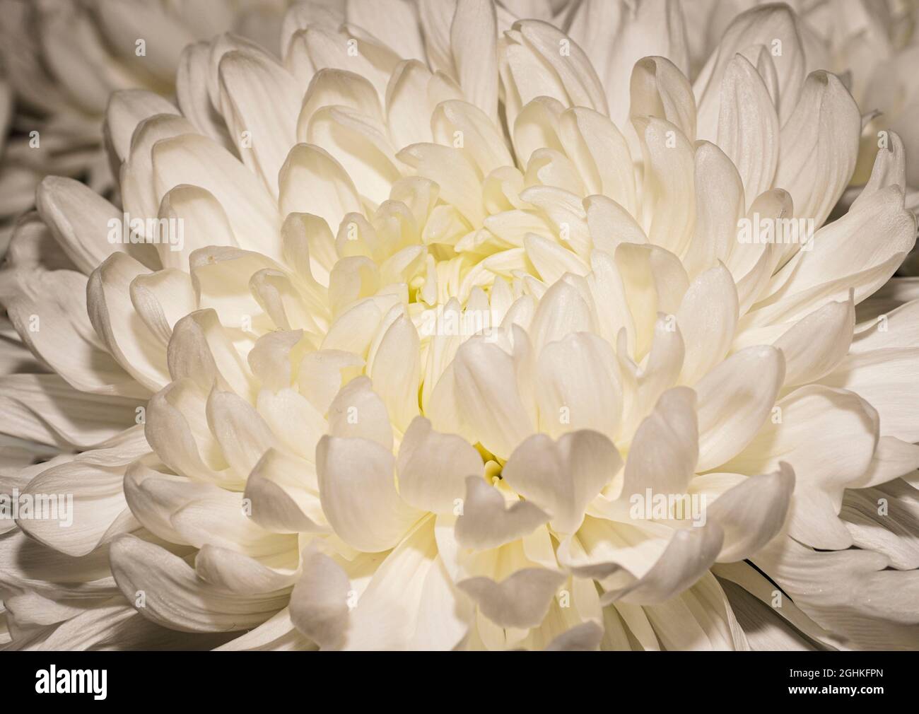 Flor Crisantemo Blanca. Fondo de flor blanco. Feliz cumpleaños, Día de la  Madre, tarjeta de felicitación para el Día Internacional de la Mujer, fondo  festivo Fotografía de stock - Alamy