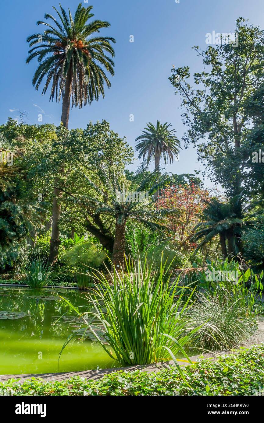 Sagittaria, Papiro, Nympheae, Bassin central du Jardin de Aclimatacion de la Orotava, Puerto de La Cruz, Tenerife, Islas Canarias, Espagne Foto de stock