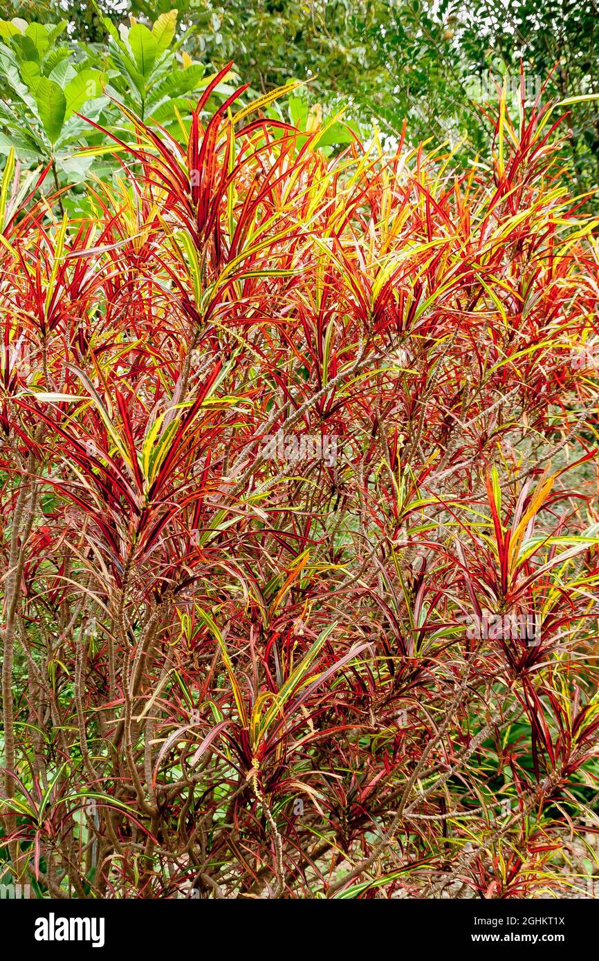 Cordyline stricta 'Rubra' Foto de stock