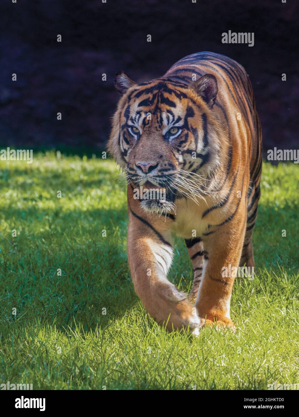Tigre de Sumatra. Pantera Tigris Sumatrae. Este animal se encuentra en el Bioparc, Fuengirola, España. Foto de stock