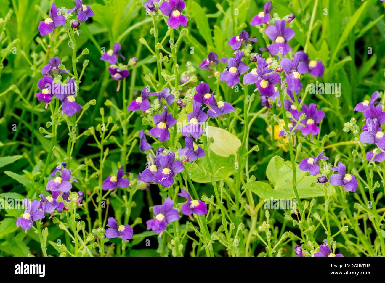 Nemesia fruticans 'aromatica Royal Blue' Foto de stock