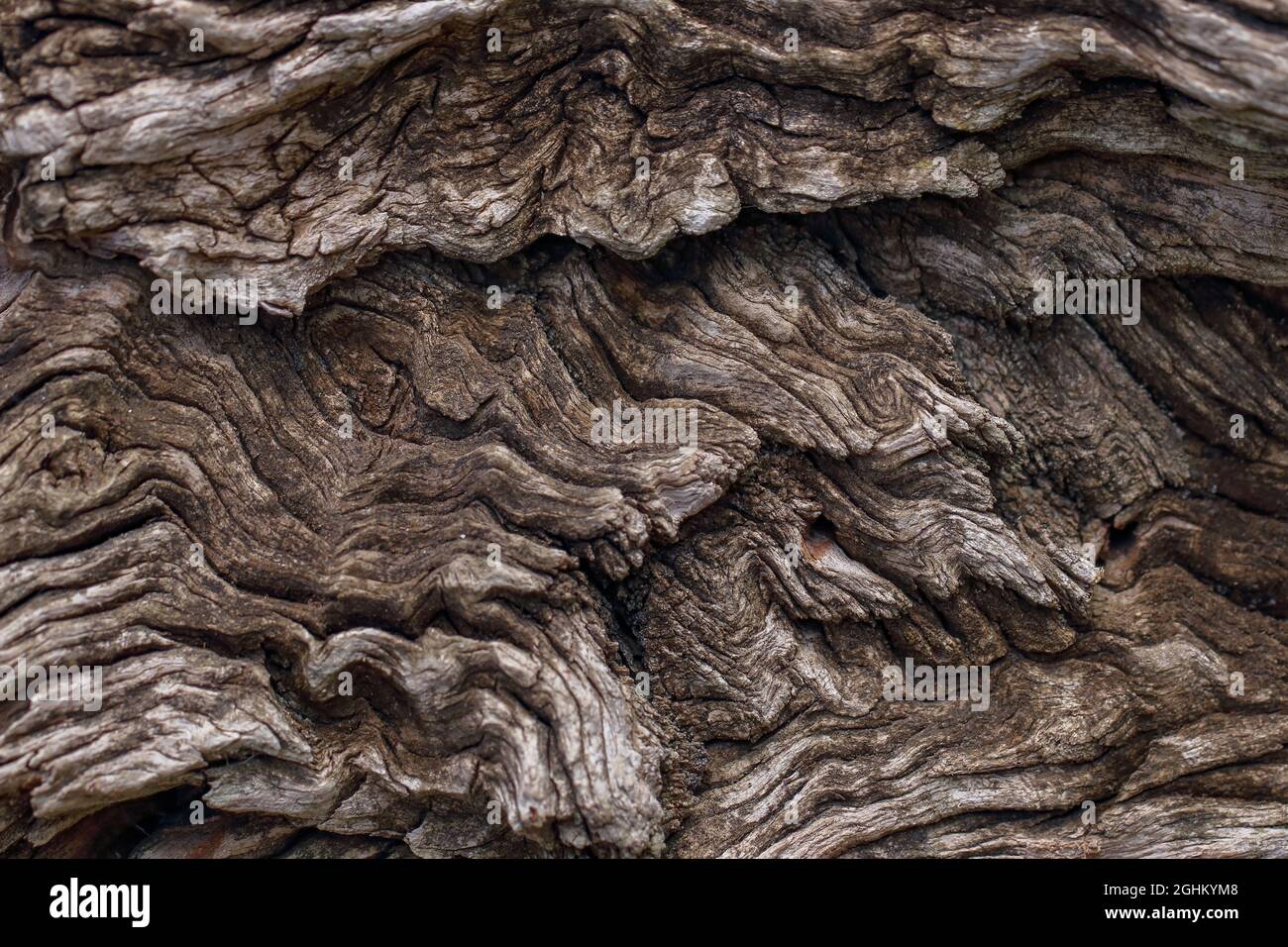 Hermoso fondo de textura de corteza de madera (enfoque selectivo) Foto de stock